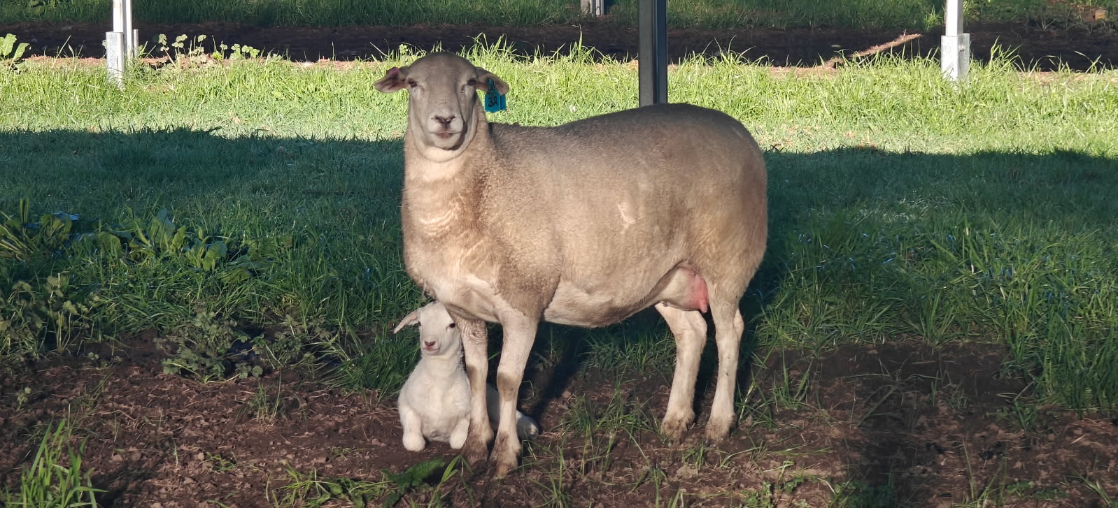 First Lamb