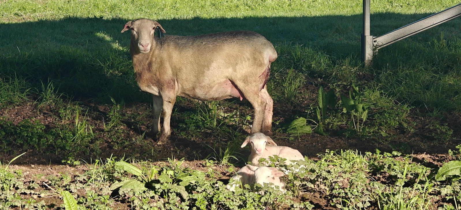 Lamb Twins